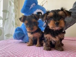 Gorgeous Yorkshire terrier puppies