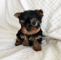 Cuddly Akc registered Yorkie puppies for sale