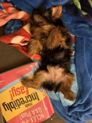 5 month yorkie for sale