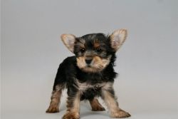 Beautiful Yorkie Puppies for Christmas