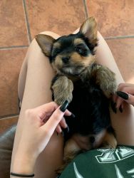 YORKIE FOR SALE