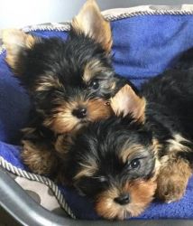 Female and Male Yorkie puppies for Sale