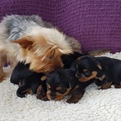 Gorgeous Teacup Yorkie puppies for sale