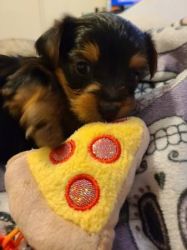 ADORABLE YORKIE PUPPIES FOR REHOMING