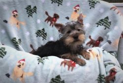 Yorkshire Terrier Male-Small-AKC Champion Bloodline