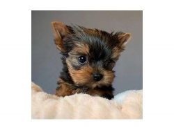 Gorgeous Tiny Yorkie Pupp
