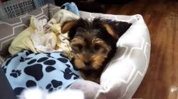 3 males and 4 female yorkie puppies for sale