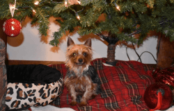 Terri the Yorkshire Terrier with AKC papers 4yrs