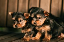 akc reg Tcup Yorkie PUPPIES AVAILABLE for adoption