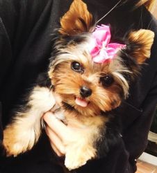 LOVELY MALE AND FEMALE TEACUP YORKIE PUPPIES FOR X-MAS ADOPTION