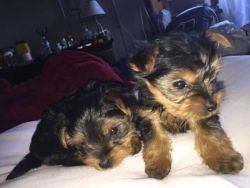 Quality Female and Male Yorkie puppies available