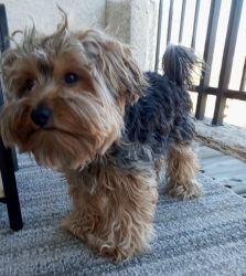 1 year old Yorkie for sale