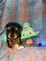Yorkshire terrier yorkie male pups