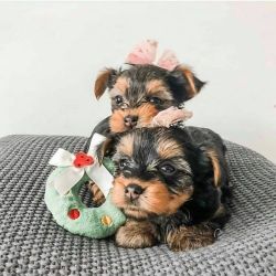 Loving Yorkshire Terrier Puppies. Text 610 466 then 544 one