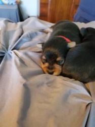 Tiny purebred yorkie pups