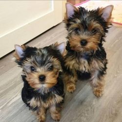 Teacup Yorkie Puppy For Free!
