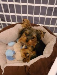 Super cute Yorkie for sale