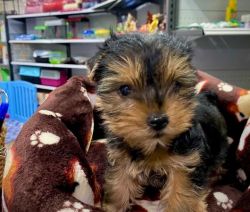 TCup Yorkshire Terrier Puppy’s For Sale