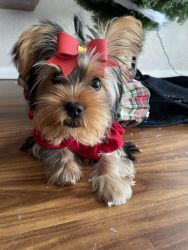 7 month old Yorkshire Terrier