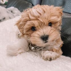 Tiny Adorable Baby Yorkie Puppy text (xxx) xxx-xxx9