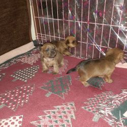 3 Yorkies available March 1st