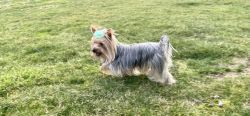 Bellevue, WA - sell playful 2 year-old Yorkshire Terrier