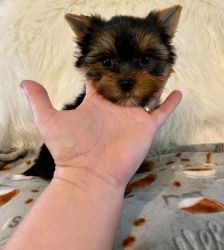 Pure Yorkshire Terrier Puppies For Sale
