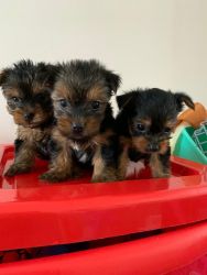 Mini Yorkie PUPPIES Available 10 wks