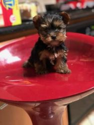 Friendly yorkie for new homes