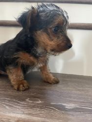 Adorable Male Yorkie!