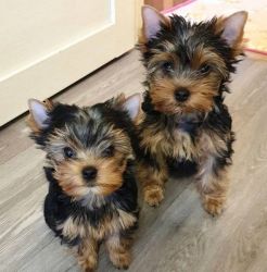 Miniature Yorkshire Terrier puppies 2