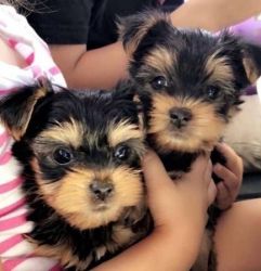 Cute Pure Breed yorkie puppies