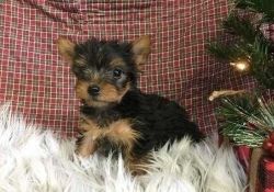 Excellent Yorkie Puppies For Adoption