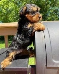 Friendly and cute Yorkie pups for Rehoming!