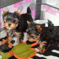 Acceptable Benevolent Yorkie Puppies For Sale