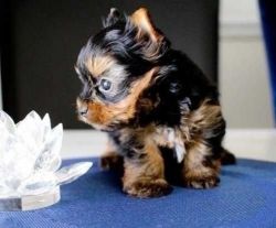 Inspired Yorkie Puppies Available for Sale