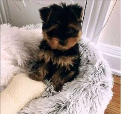 Fantastic Yorkie Puppies For Adoption