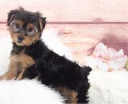 Exclusive Yorkie Puppies for Sale