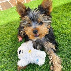 Male yorkie for sale