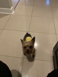 5 year old Yorkie for Sale