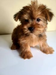 Teacup Yorkie pups for sale
