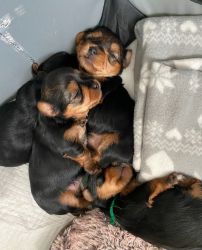 YORKIE PUPPIES FOR NEW HOMES