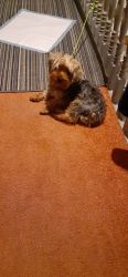AKC Male Yorkshire Terrier 10months old old gets along with cat