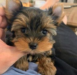 Adorable Yorkshire terrier for rehoming