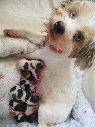 Registered Purebred Merle Yorkie Puppies Male & Females
