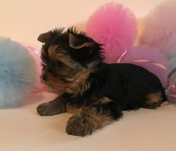 Yorkie kings and queen pups