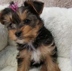 LISA BENSON YORKIES - Purebred Tiny Yorkie Puppies