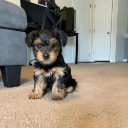 well trained yorkie puppies for sale