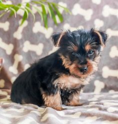 Yorkie Puppies - Ready Now!