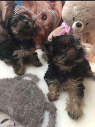 Adorable Miniature Yorkshire Terriers